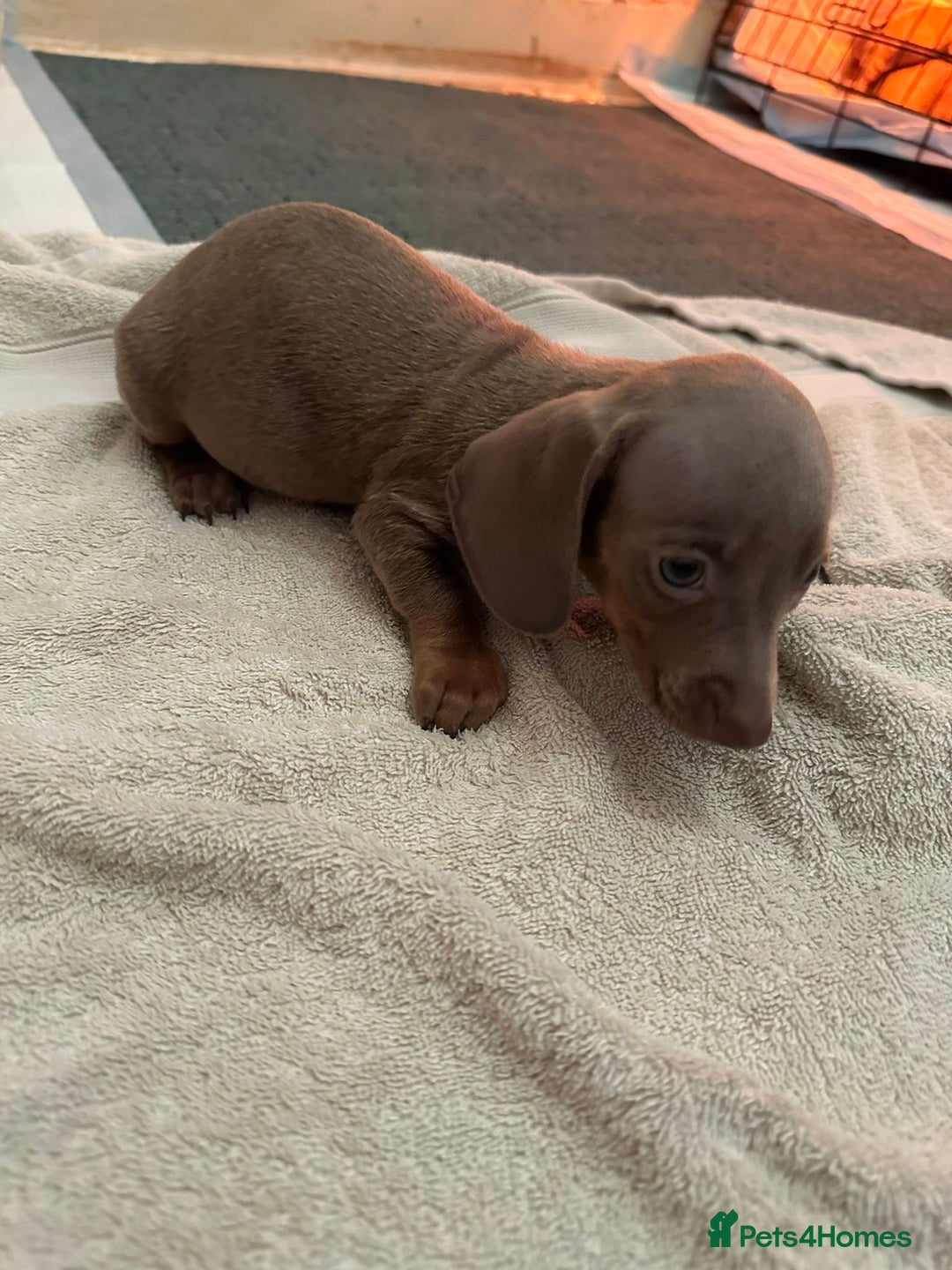 Miniature Dachshund dogs for sale: Miniature dachshunds - Advert 6