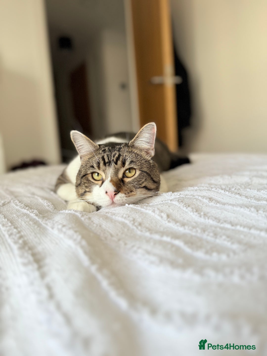 Domestic Shorthair cats for sale: Theo, domestic shorthair tabby - Advert 1