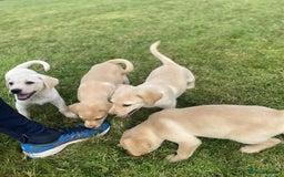 Labrador Retriever dogs for sale: Health checked labrador puppies - Image 3