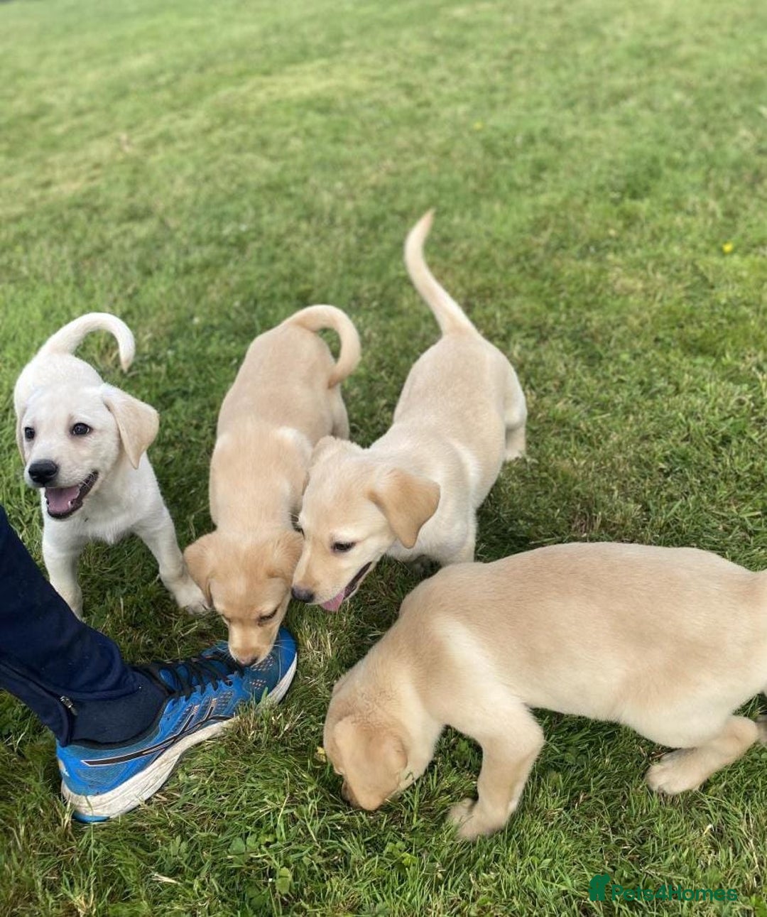 Labrador Retriever dogs for sale: Health checked labrador puppies - Image 3