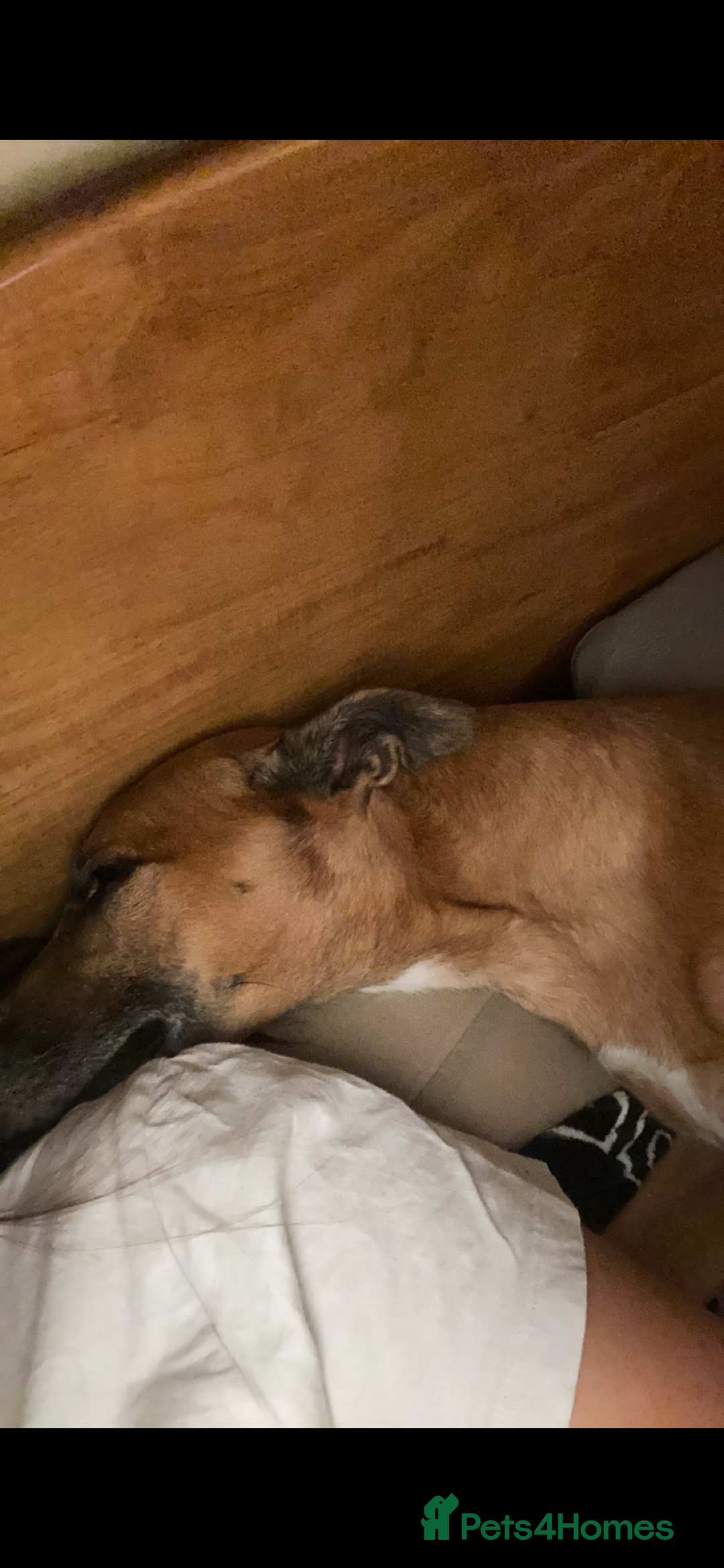 Greyhound dogs for sale: Bull greyhound for rehoming  - Advert 8