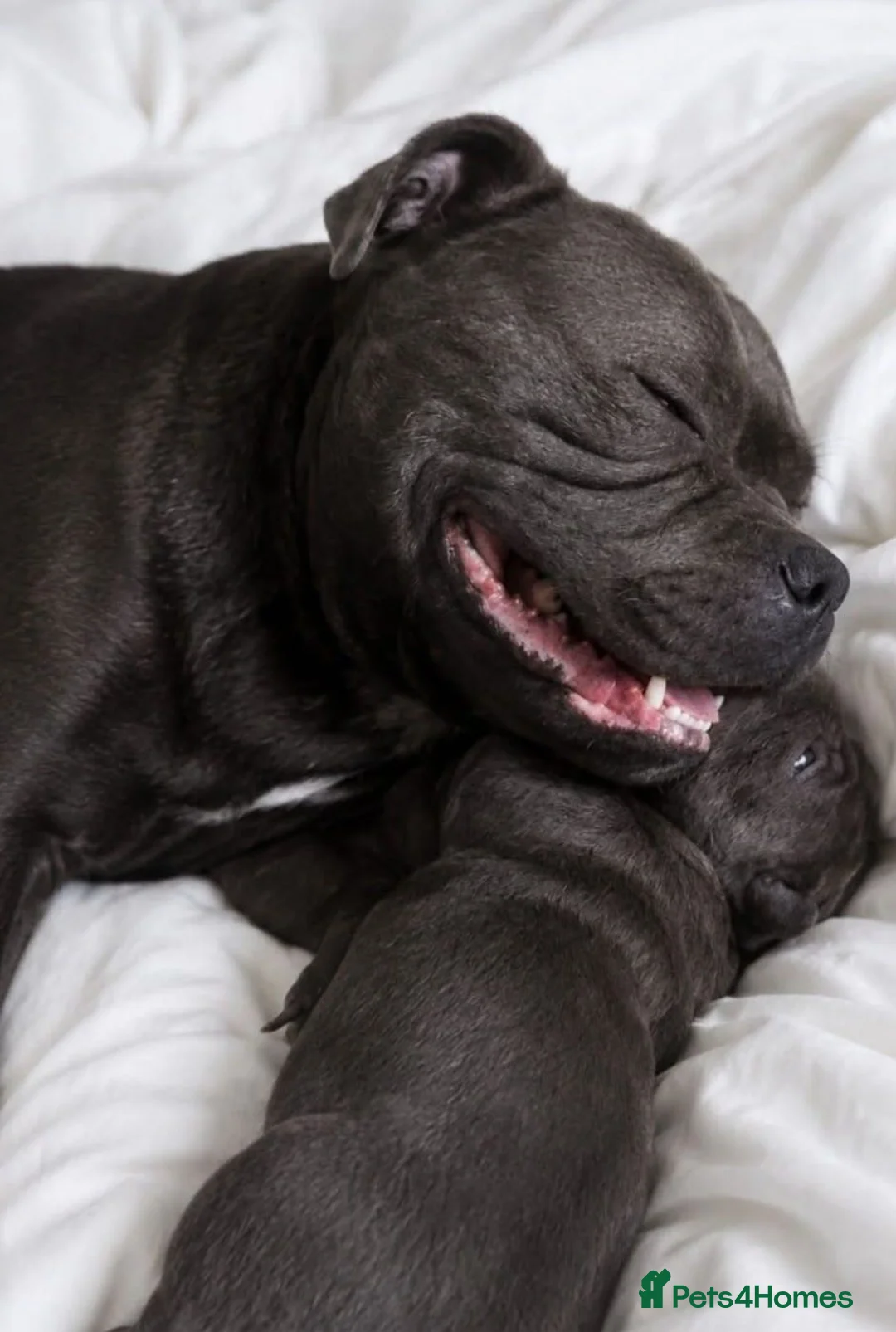 Staffordshire Bull Terrier dogs for sale: Beautiful KC bloodline champion staffy Puppies - Advert 10