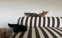 Mixed Breed cats for sale: Kittens for sale  - Advert 3