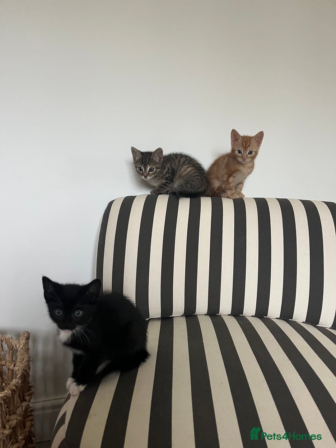 Mixed Breed cats for sale: Kittens for sale  - Advert 3