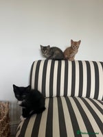 Mixed Breed cats Kittens for sale - Advert 7