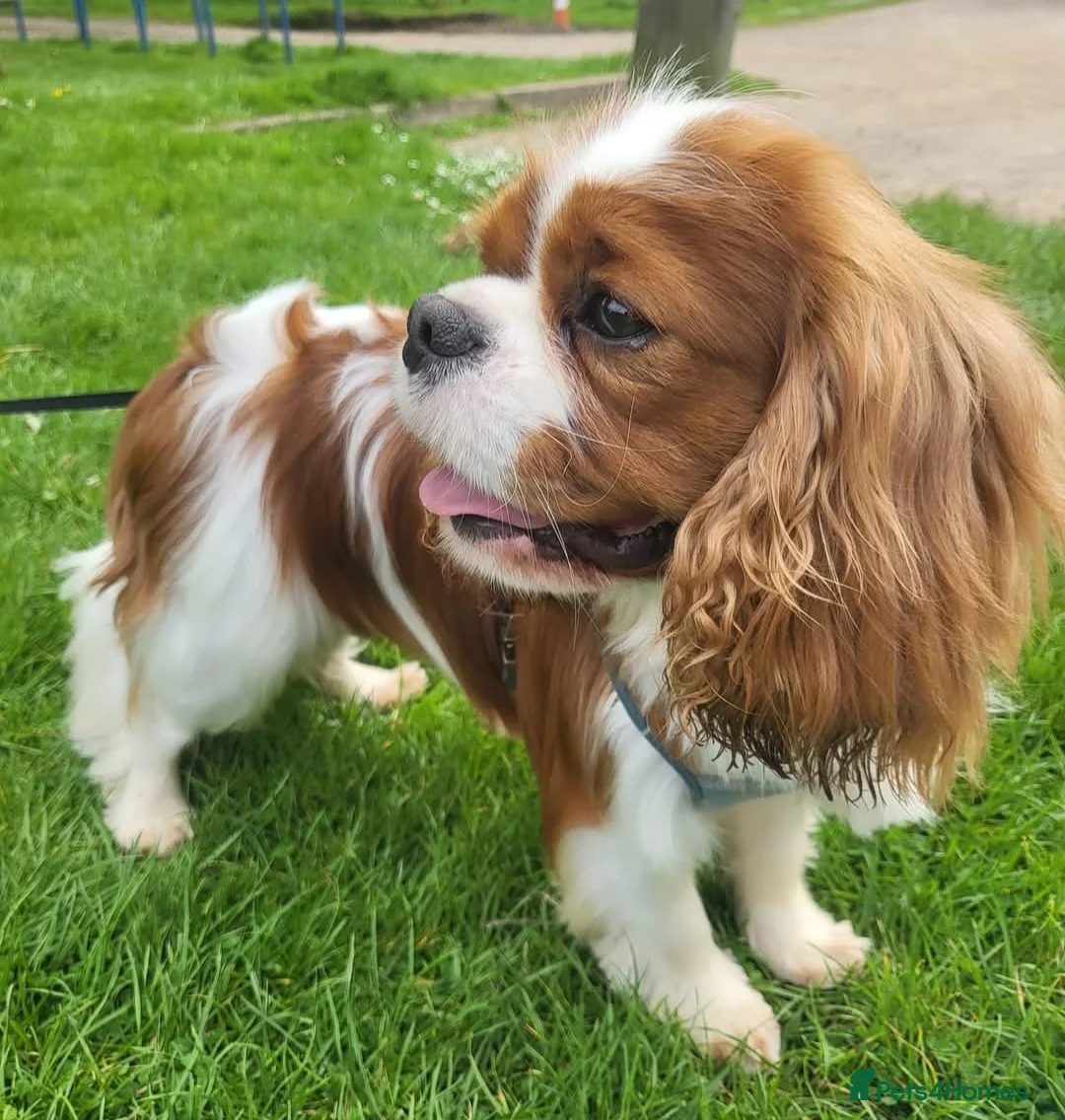 Cavalier King Charles Spaniel dogs for stud: Mr Chips kc/health tested stud  in Kettering - Advert 3