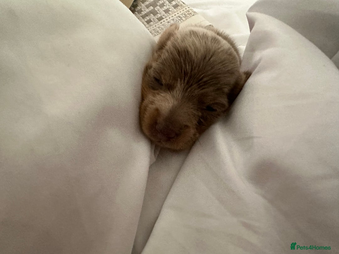 Miniature Dachshund dogs for sale: Dapple Mini Dachshund pup - Advert 10