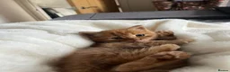 Maine Coon cats for sale: Beautiful Maine Coon Boy - Advert 7