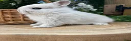 Netherland Dwarf rabbits for sale: Pure bred vaccinated* Netherland Dwarfs  - Advert 8