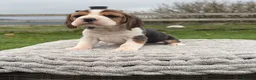 Beagle dogs for sale: 4 outstanding beagle pups  - Advert 4