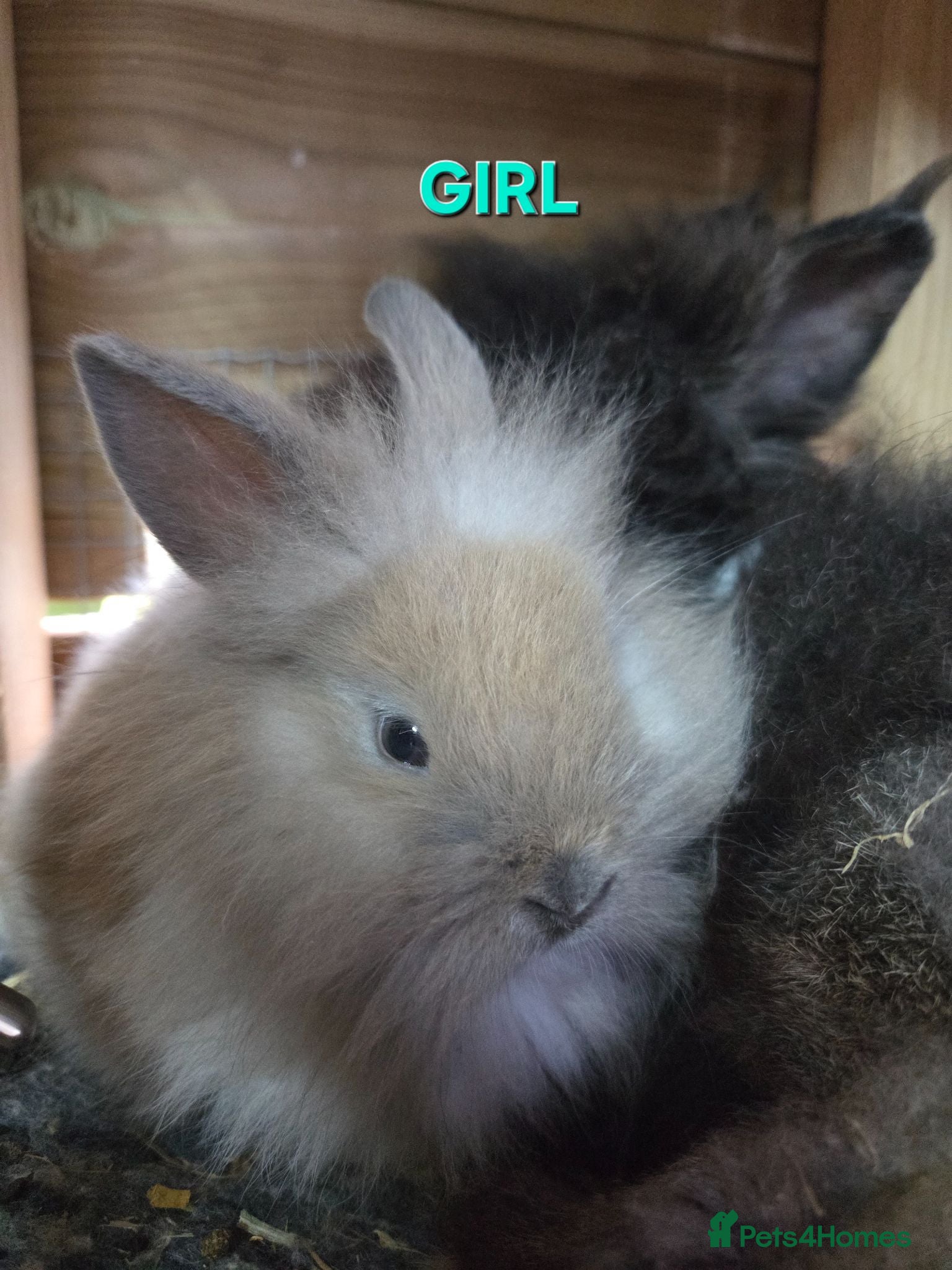Lionhead rabbits Baby lion head bunnies ☆ready 17th july - Advert 2