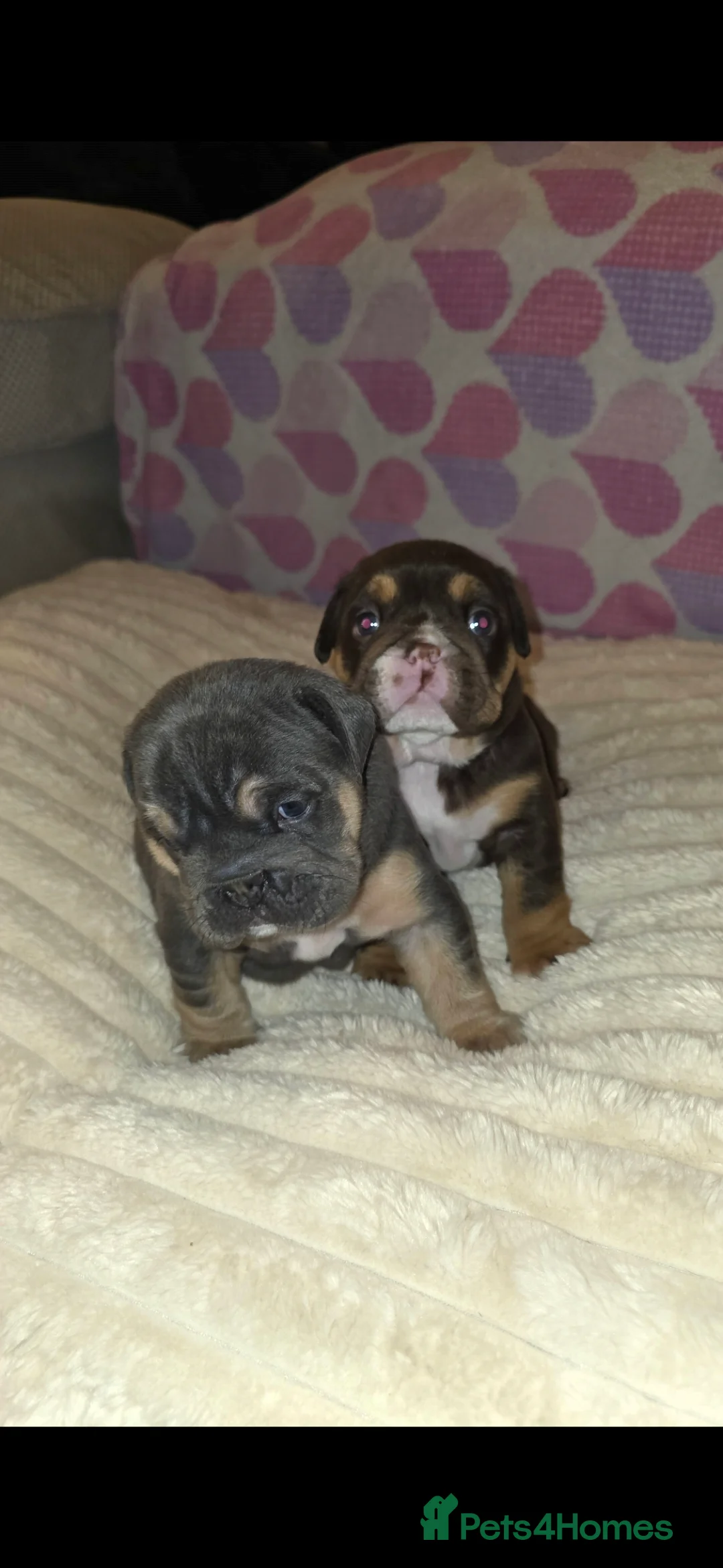 English Bulldog dogs for sale: Litter of 7 English Bulldogs - Advert 9
