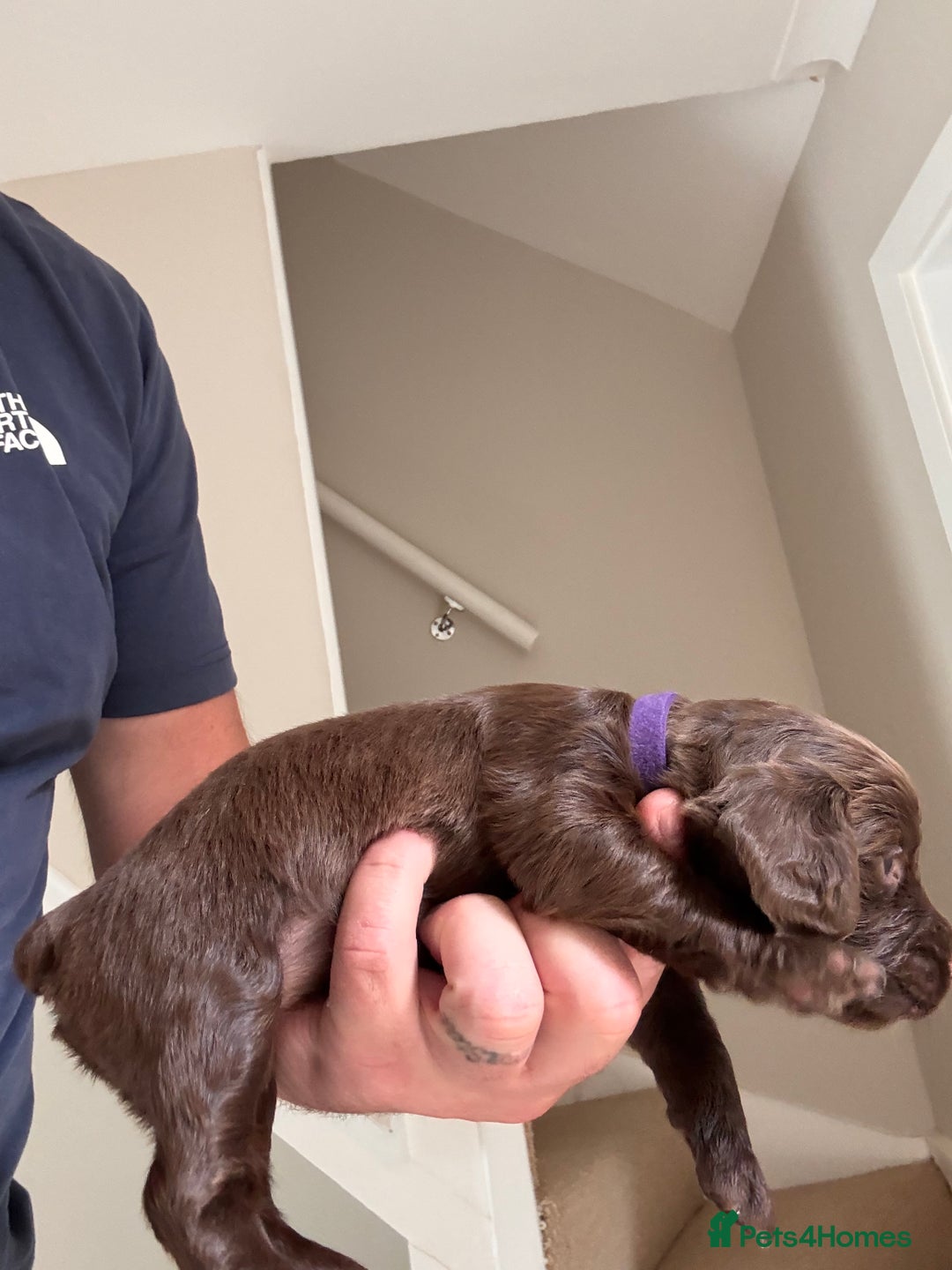 Cocker Spaniel dogs for sale: Well bred KC working cockers  - Image 7