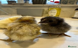 Chickens poultry for sale: Serama x silkie chicks ultra soft, fluffy and tiny - Image 6