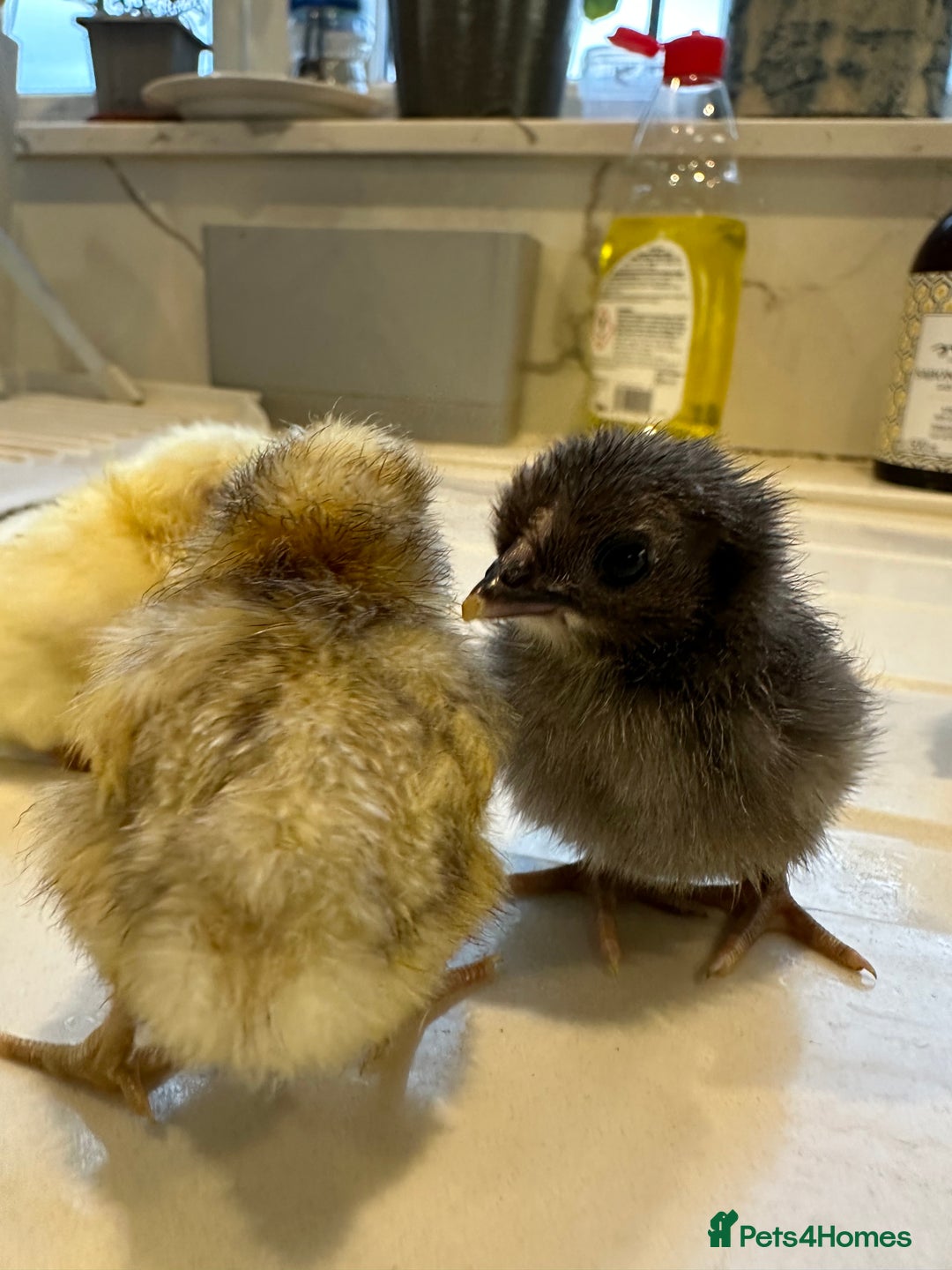 Chickens poultry for sale: Serama x silkie chicks ultra soft, fluffy and tiny - Image 6
