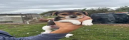 Jack Russell dogs for sale: Jack Russell puppies - Advert 7