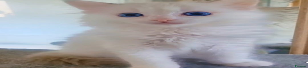 Ragdoll Kitten 6