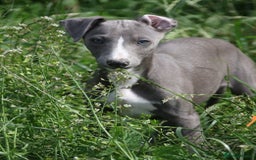 Whippet dogs for sale: Stunning quality blue whippets  - Image 7