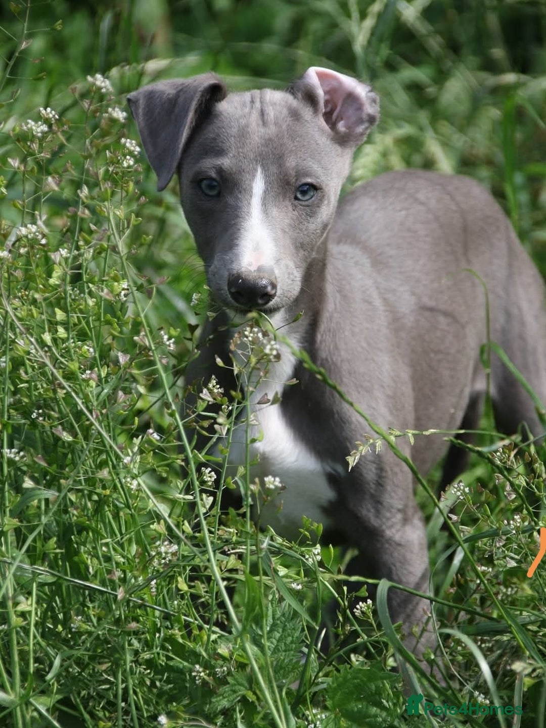 Whippet dogs for sale: Stunning quality blue whippets  - Image 7