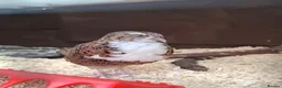 Quail poultry for sale: Coturnix Quail Fertile Hatching Eggs  - Advert 5