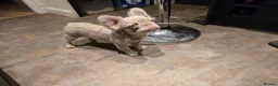 French Bulldog dogs for sale: Pink fluffy french bulldog - Advert 3