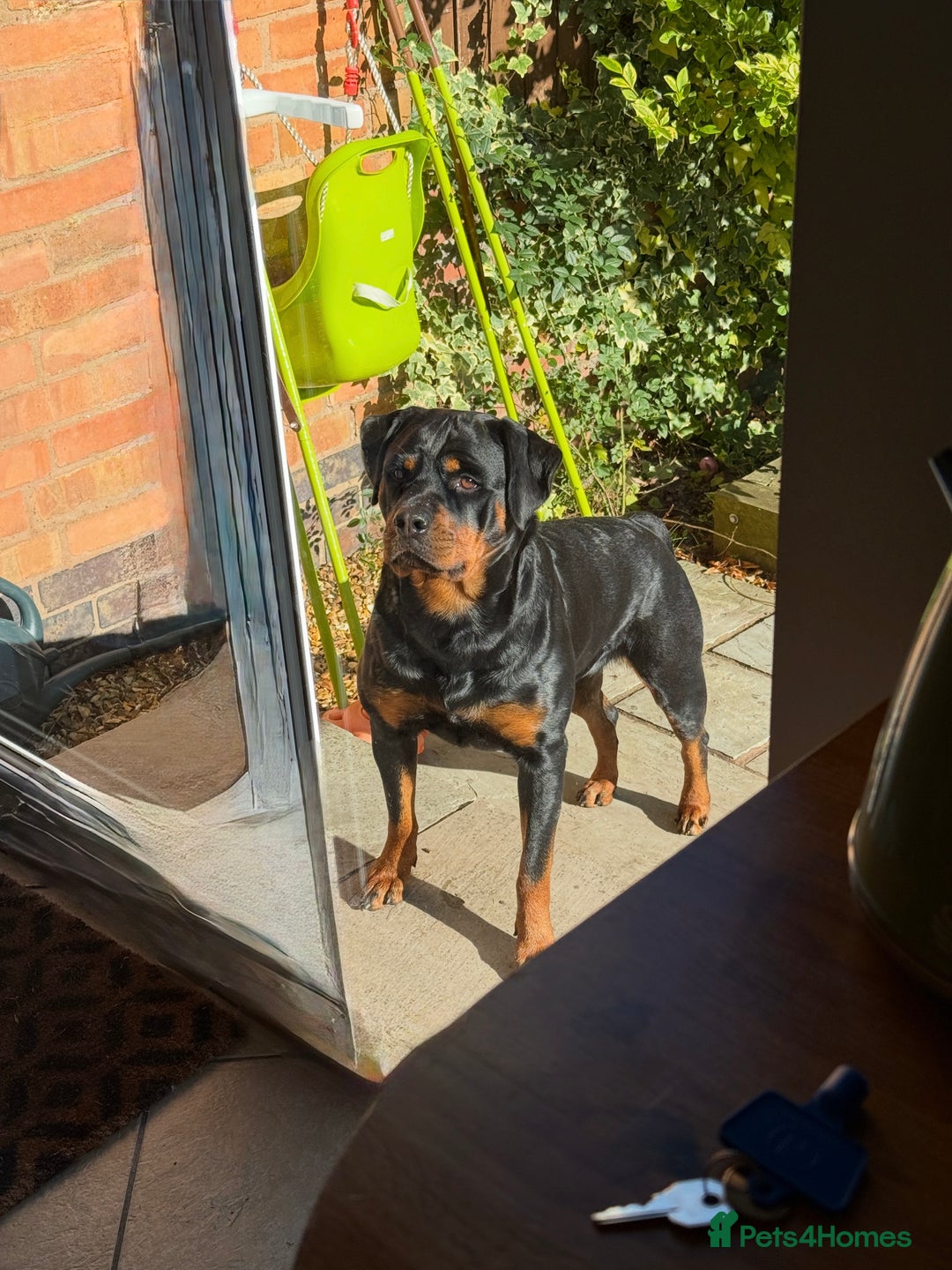 Rottweiler dogs for sale: The Warren litter! - Advert 5