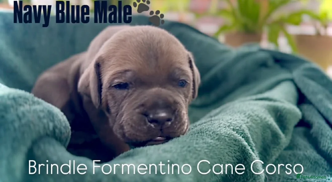 Cane Corso dogs for sale: Cane corso  - Advert 5