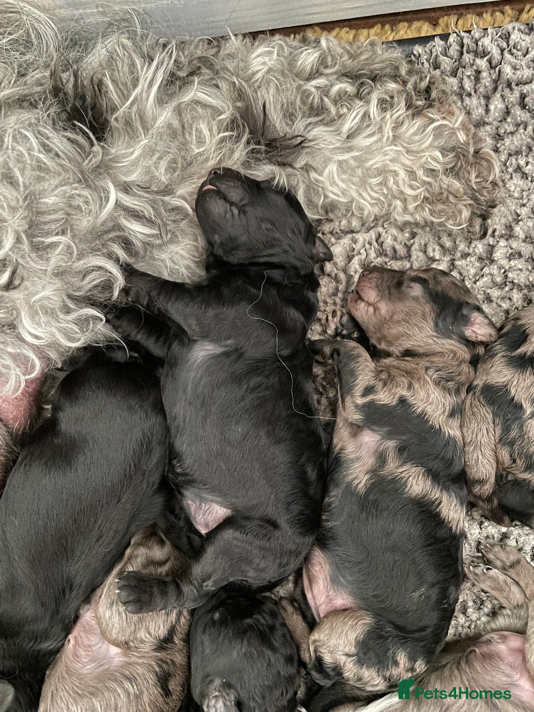 Cavapoo dogs for sale: Gorgeous blue merles & blacks cavapoo puppies  - Image 6