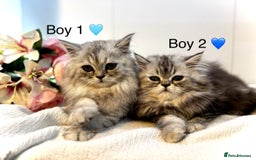 Persian cats for sale: Persian kittens - Image 14