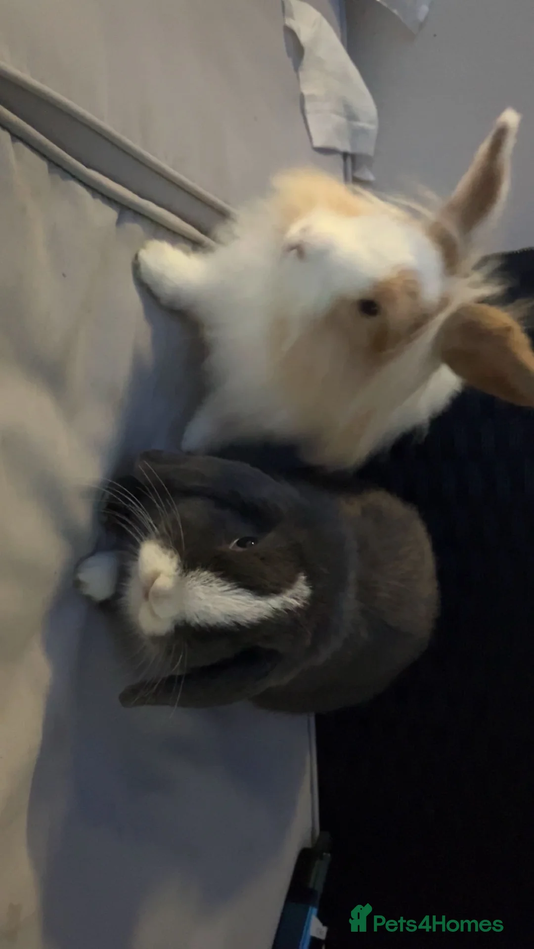 Mini Lop rabbits for sale: Mini lop  in Walsall - Advert 2