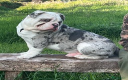 Dorset Olde Tyme Bulldogge dogs for sale: 11 month Old Tyne BullDog  - Image 4
