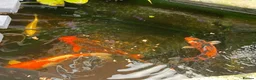 Koi Carp fish for sale: Koi carp  in Wolverhampton - Advert 5