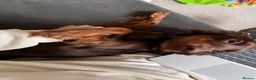 Cocker Spaniel dogs for sale: Murphy - Advert 7