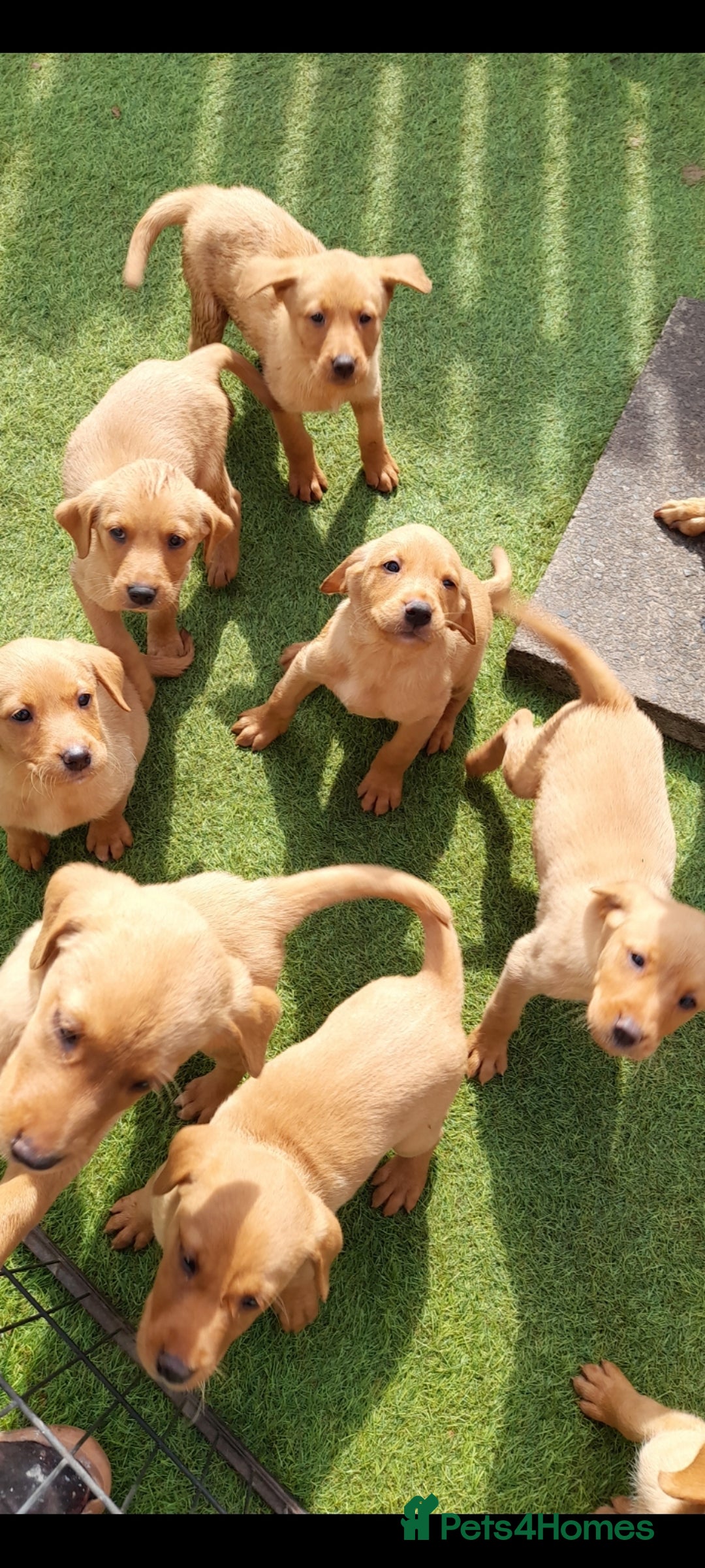 Labrador Retriever dogs for sale: Red fox labrador puppy Female ready to leave  - Image 9