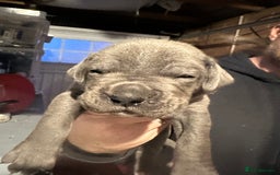 Cane Corso dogs for sale: Elite Champion Bloodline Cane Corso puppies - Image 2