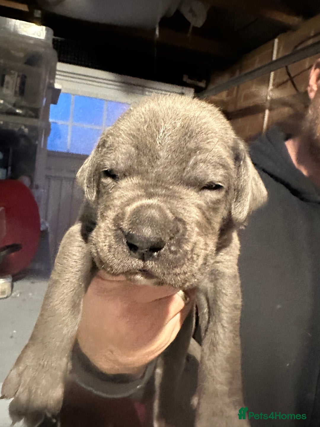 Cane Corso dogs for sale: Elite Champion Bloodline Cane Corso puppies - Image 2