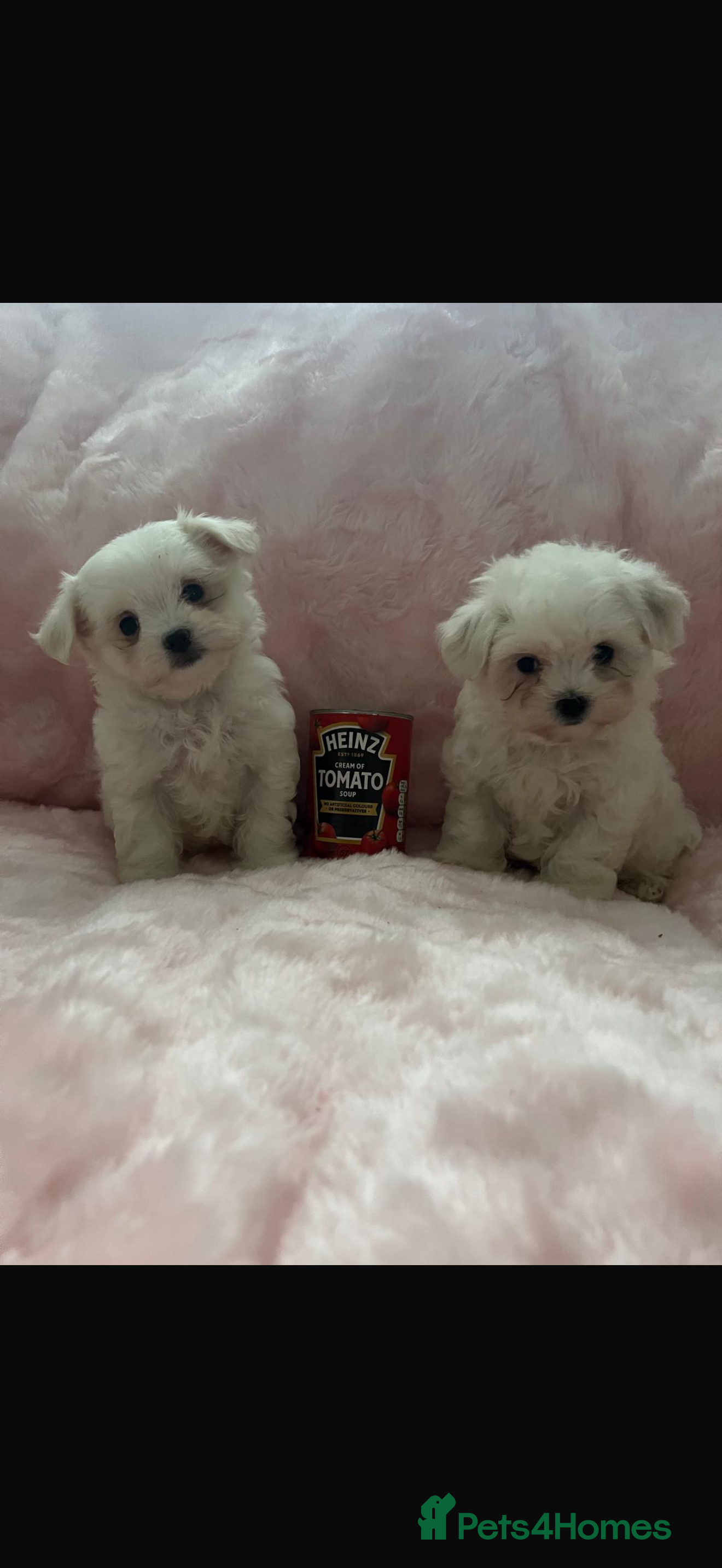 Maltese dogs  **  Maltese pups  - Advert 4