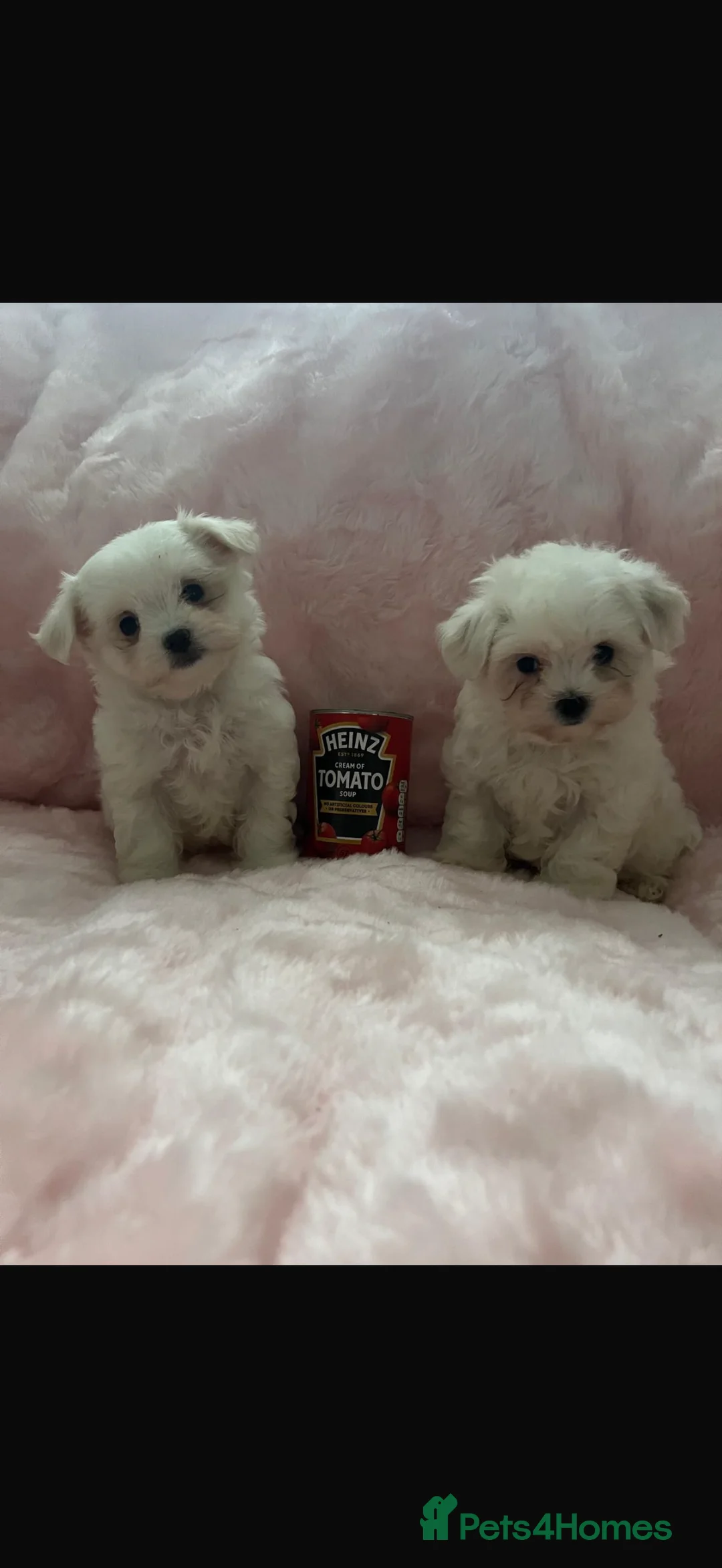 Maltese dogs for sale:  **  Maltese pups  - Advert 3