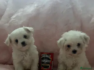 Maltese dogs ** Maltese pups - Advert 3