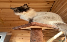 Ragdoll cats for sale: Very friendly fluffy girls - Image 2