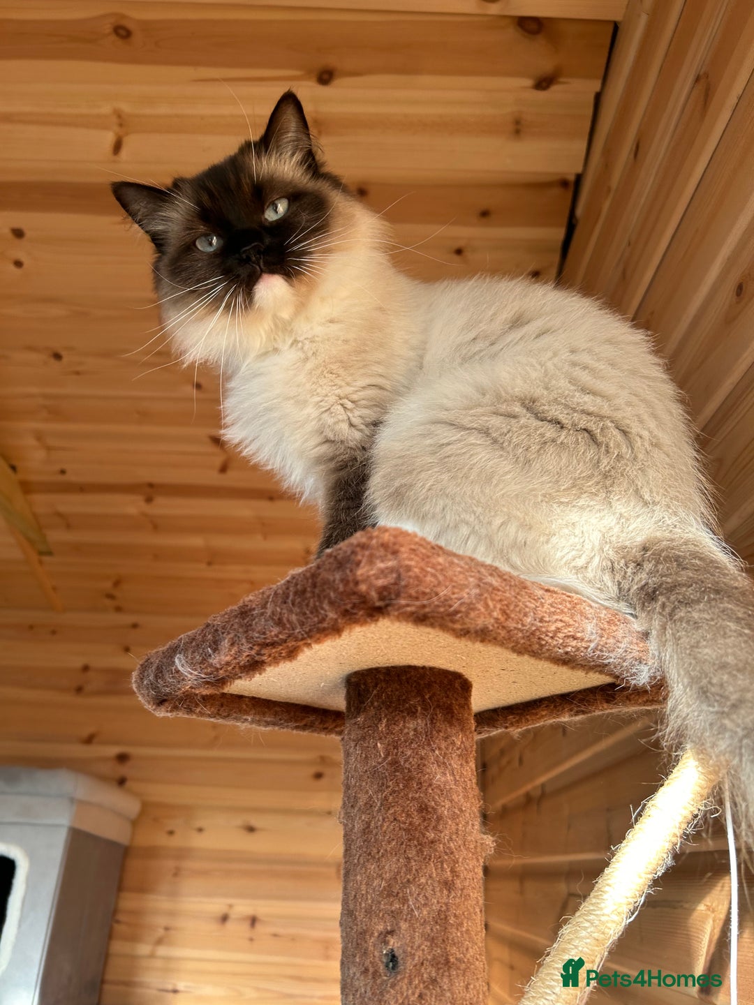 Ragdoll cats for sale: Very friendly fluffy girls - Image 2