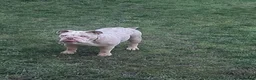 English Bulldog dogs for sale: Miss Narla  in Dudley - Advert 5