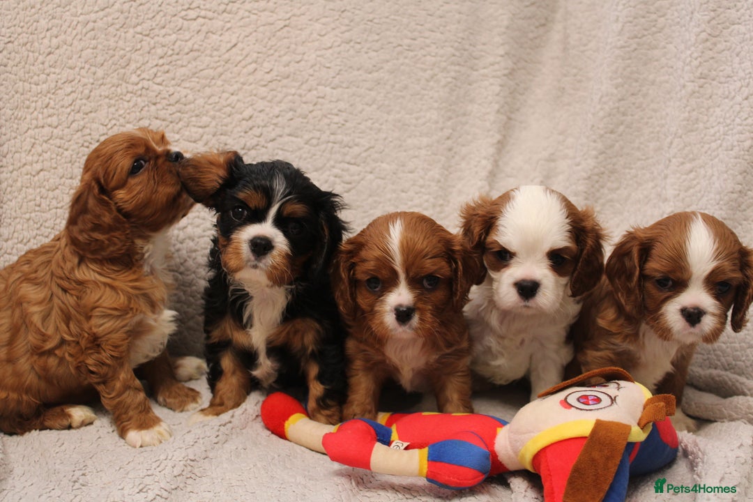 Cavalier King Charles Spaniel dogs for sale: Beautiful Cavalier king charles spaniel puppies - Image 2
