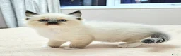 Ragdoll cats for sale: Stunning Ragdoll Kittens Available - Advert 15