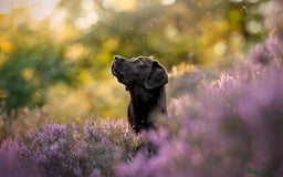 Labrador Retriever dogs for sale: Exception litter of Pedigree working Black Labs - Image 2