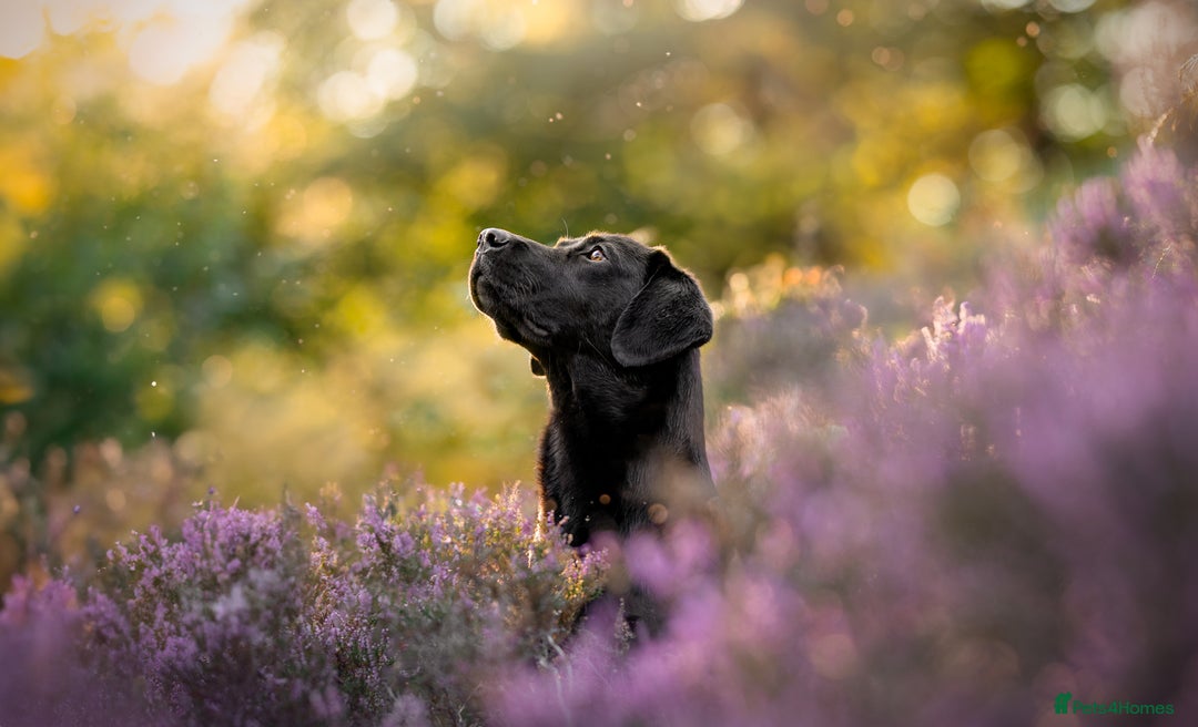Labrador Retriever dogs for sale: Exception litter of Pedigree working Black Labs - Image 2