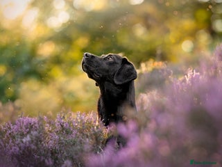 Labrador Retriever dogs - Advert 9
