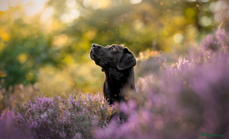 Labrador Retriever dogs - Advert 2