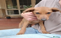 Mixed Breed dogs for adoption: Jimmy is looking for an amazing home - Image 9