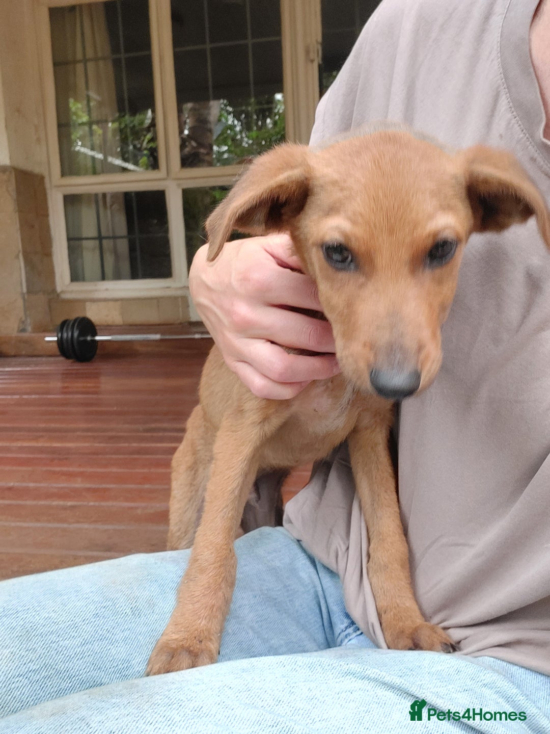 Mixed Breed dogs for adoption: Jimmy is looking for an amazing home - Image 9